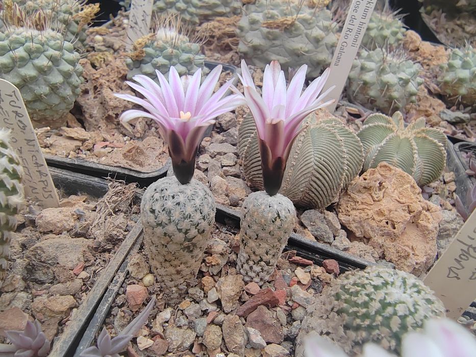 Cactusi de vanzare, stapelia (steaua serifului)