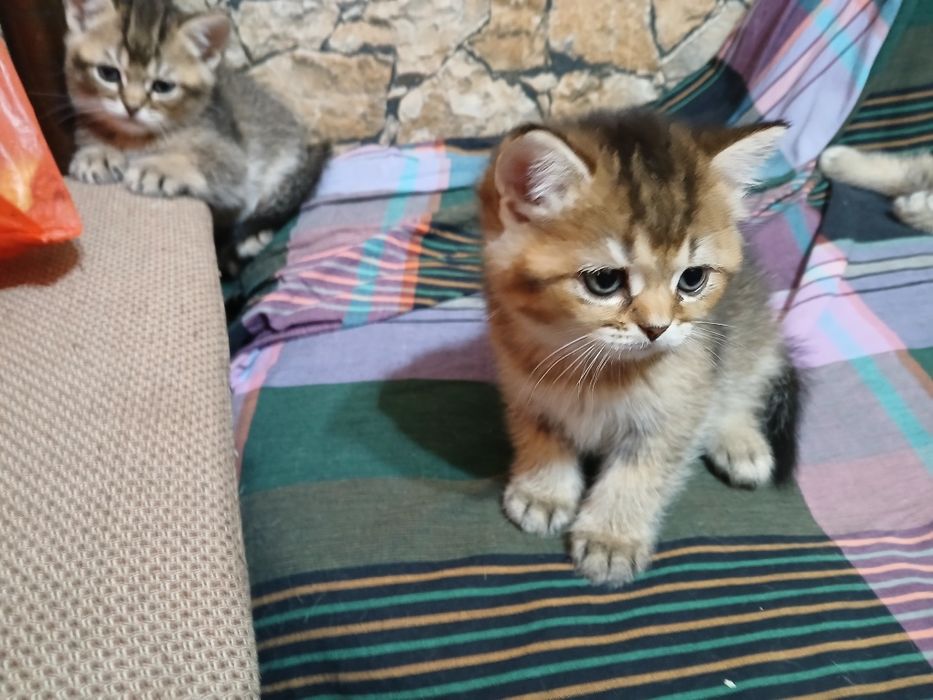 Британски чинчили късокосмисти оригинал  600лв