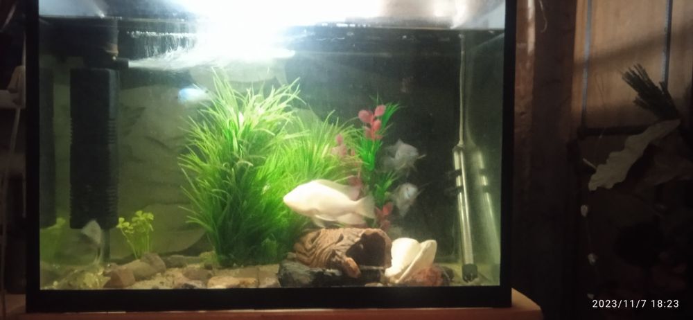 Цытрон самочка нерестовая