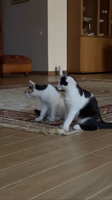 Отдаем котят вместе с мамой
