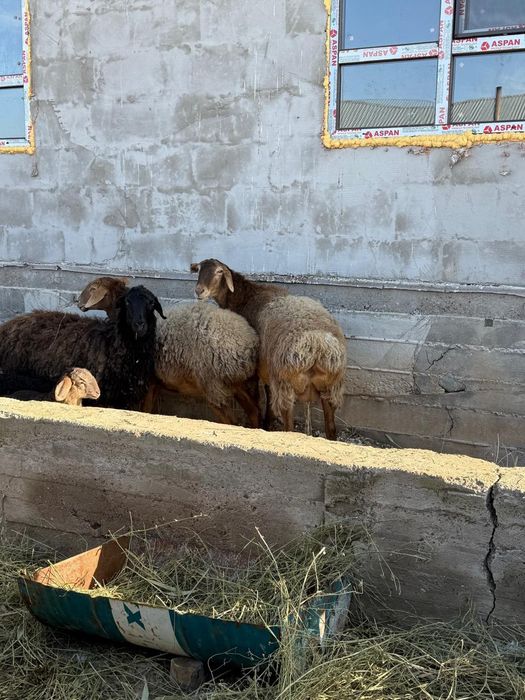 Қой қозысы мен..