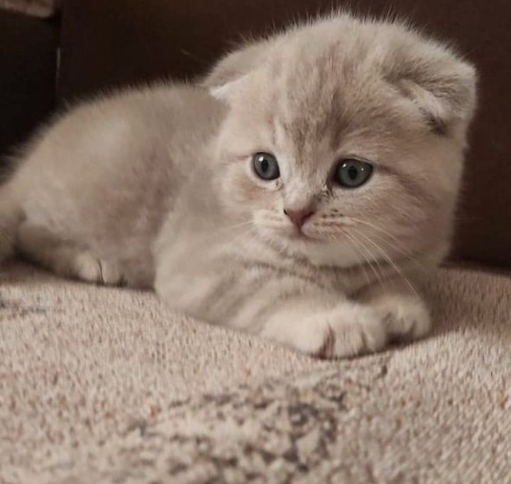 Скоттиш фолд. Кот. Вязка