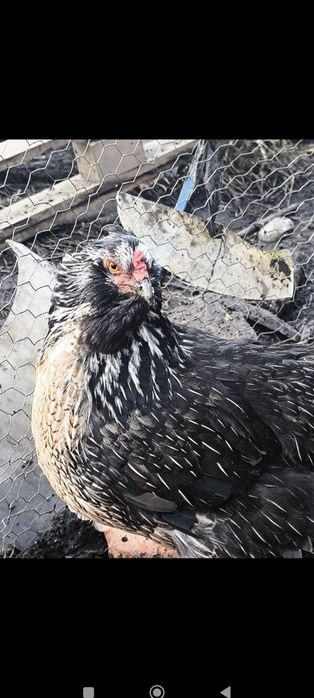 Oua incubat araucana sau amestecate olive