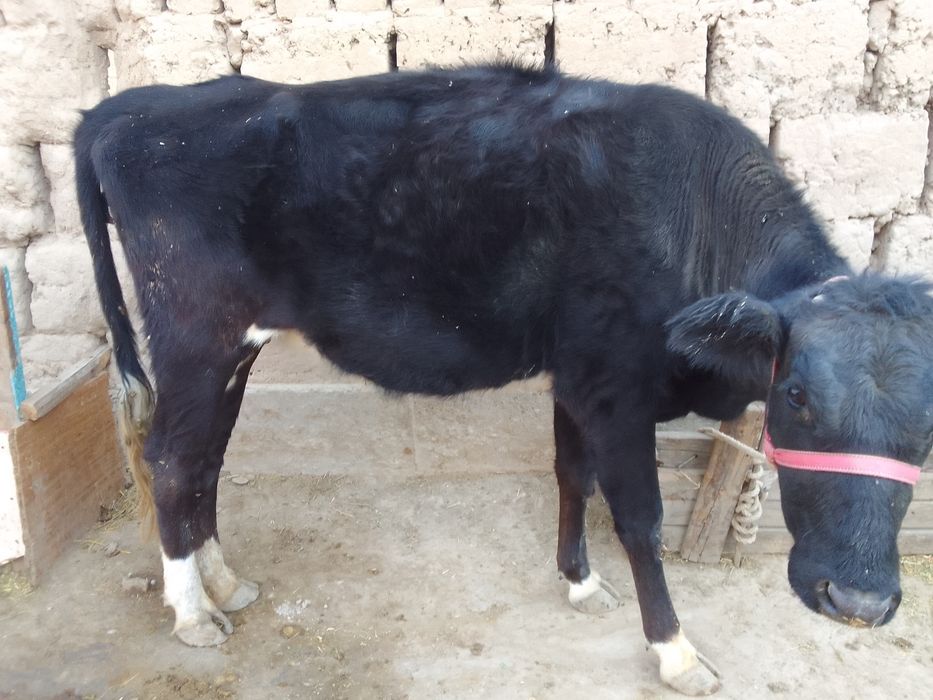 Срочно кашар сатылады