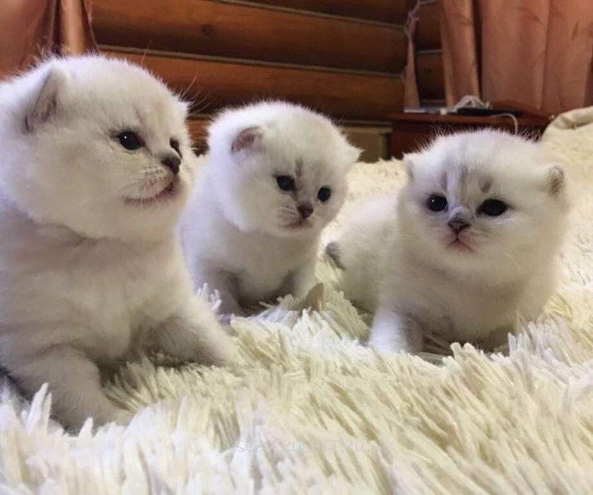 Британская шиншилла  в серебре