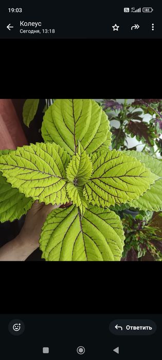 Комнатные растения