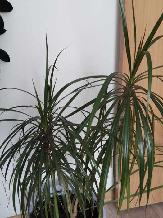 Домашние цветы Драцена