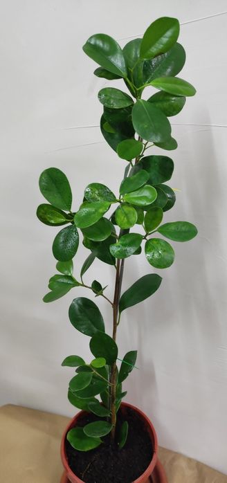 фикус Миллионерша