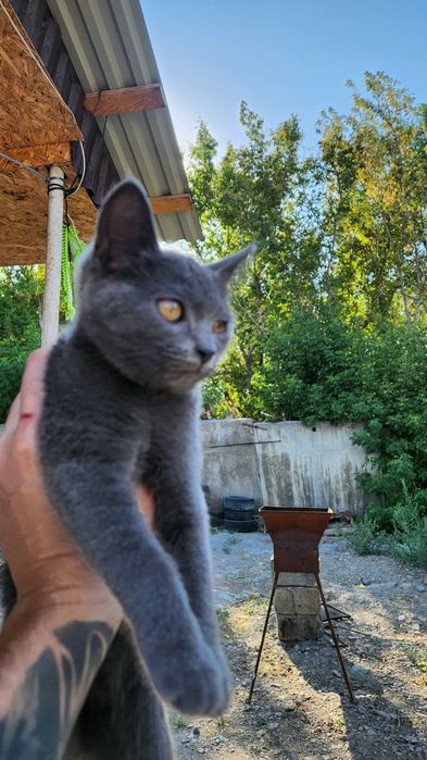 Отдам котёнка,  британец короткошерстный
