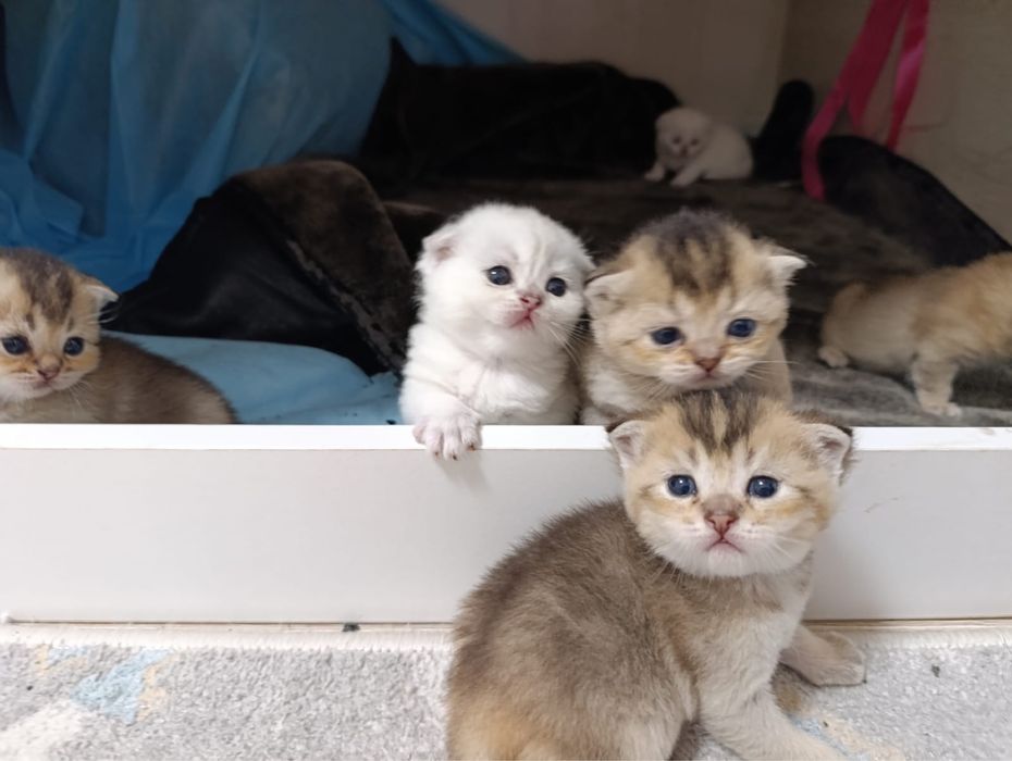 Шотландские шиншиллы