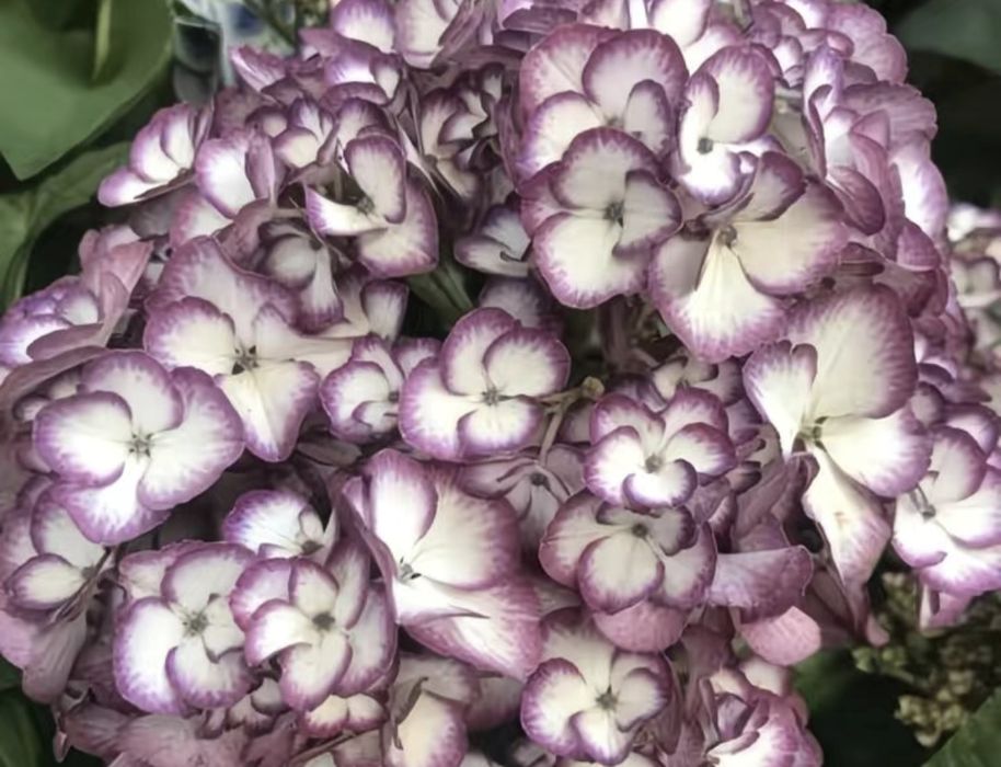 Гортензия садовая