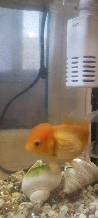 Золотые рыбки "Орандо"