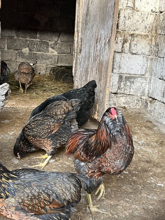Cocos ameraucana sau moțat