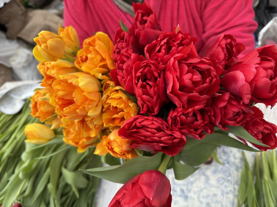 Продам тюльпаны цветы