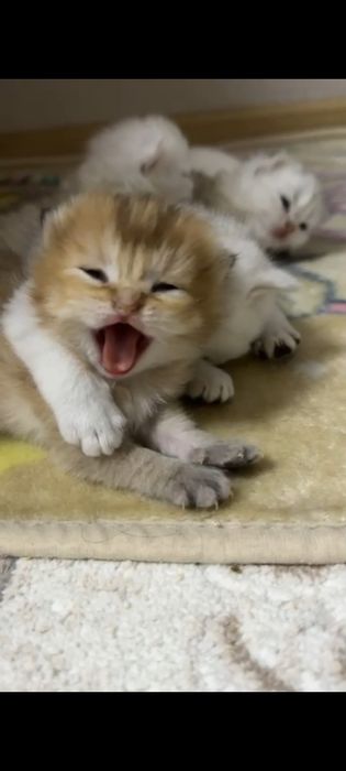 Британцы прямоухие.