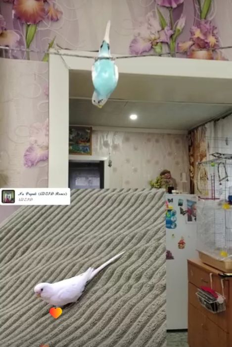 Продам двух попугаев