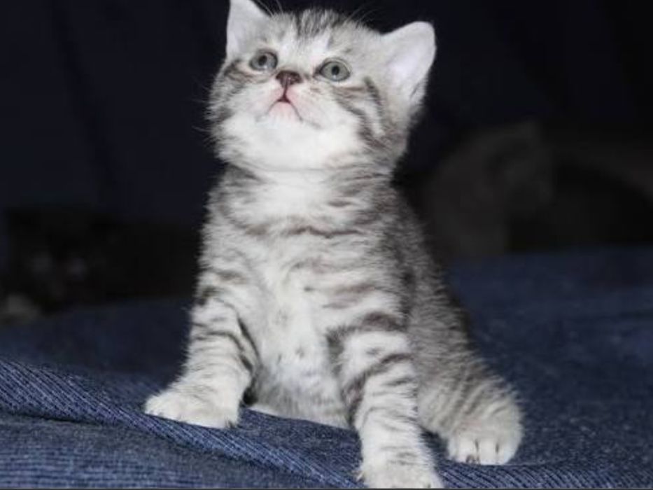 Шотландские котята