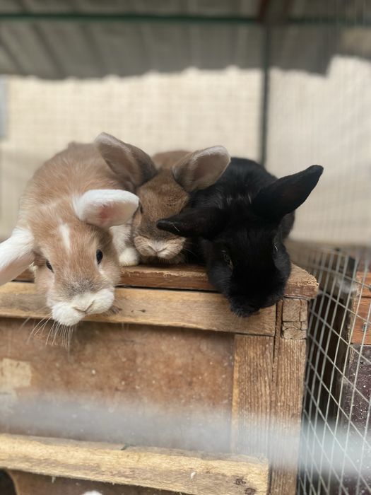 Карликовые кролики