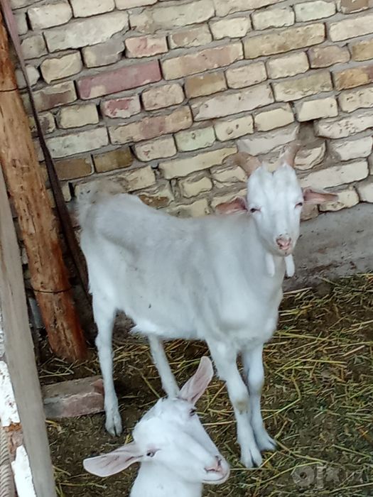 Erkak echki sotiladi