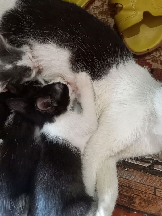 Мушик Текин яхши каридган одам буса берилади