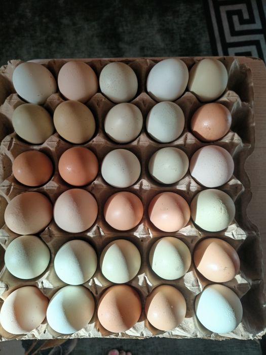 Продам яйца домашние