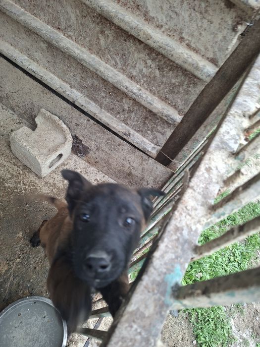 Бельгийски овчарка малинуа