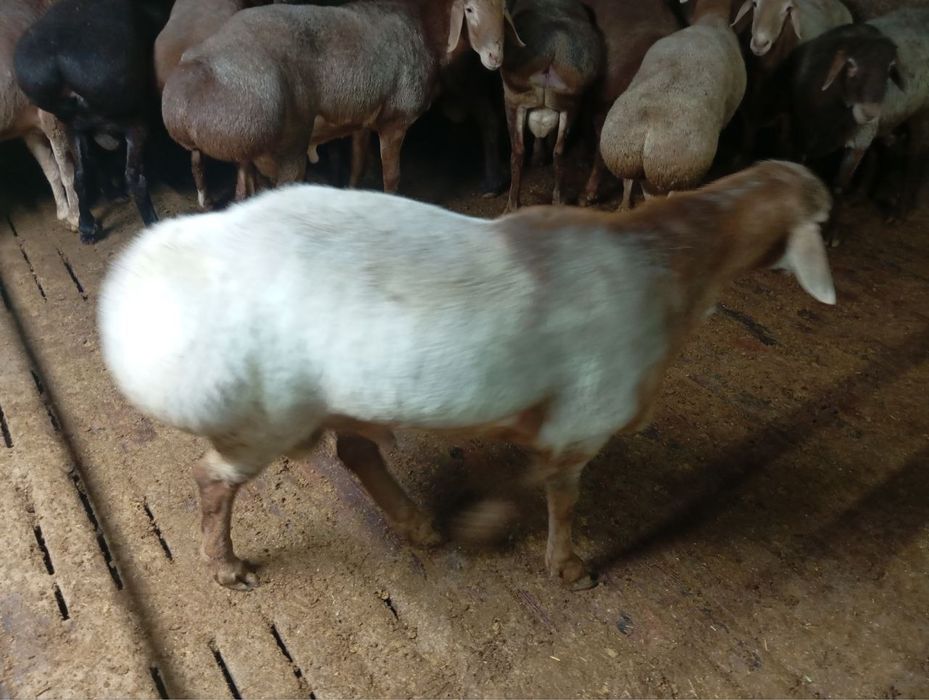 Qoʻylar  qurbonlika 1 kg 85.000