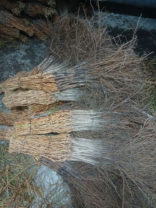 Vând butasi vita de vie anul 3 de vegetație