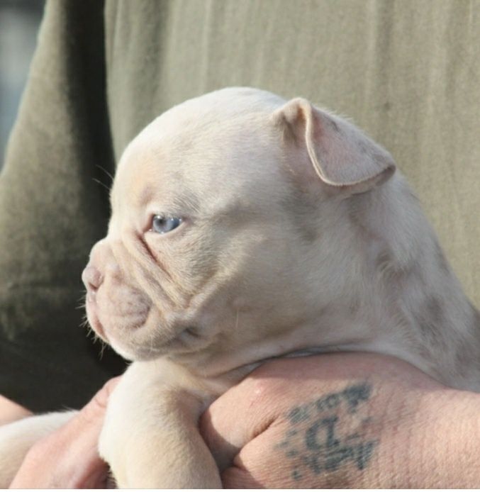 Американский булли Премиум класса!