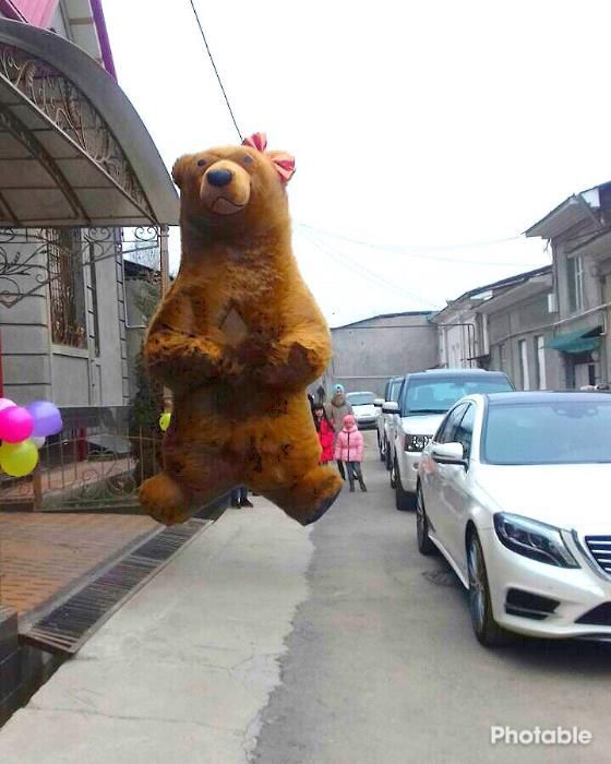 Madagascar - katta ayiq va pandalar