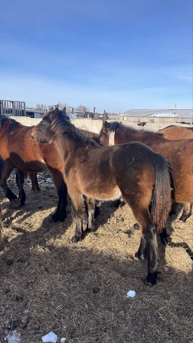 Еркек жабағы 2025