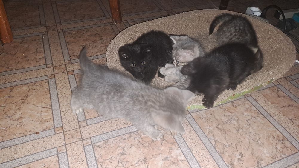Красивые котята, 2 месяца дымчатый котенок девочка, и 1 мес. котята