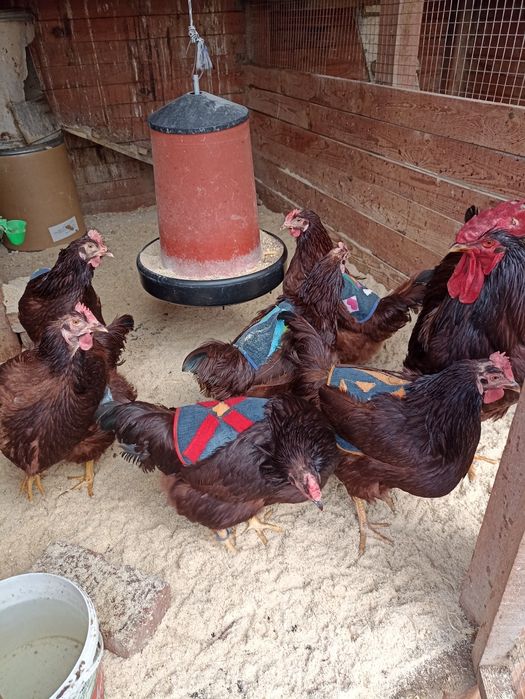 Разплодни/оплодени яйца