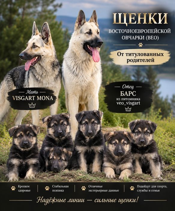 Продажа щенков  вео