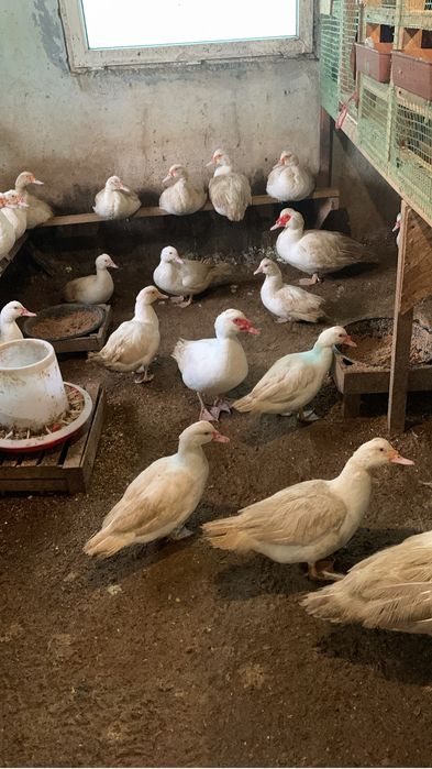 Продам белых индоуток на племя