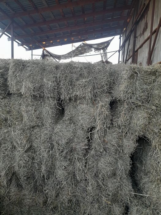 Продам клевер жоңышқа в тюкахх