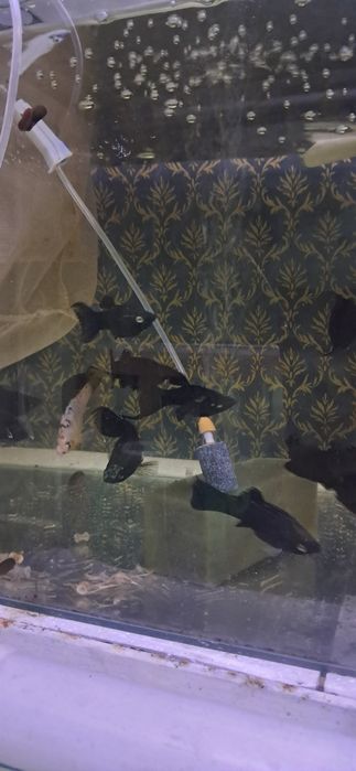 Мечносцы ассорти