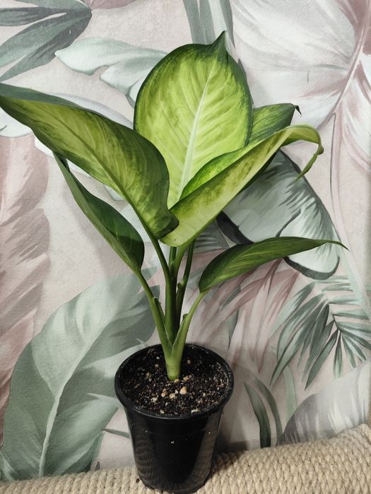 Растения для дома и офиса