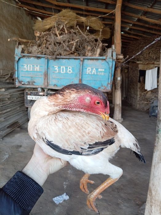 Yoshiga tuldi makiyon