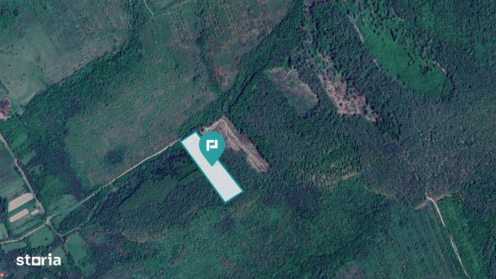 Pădure de foioase – Dorgoş, judeţul Arad