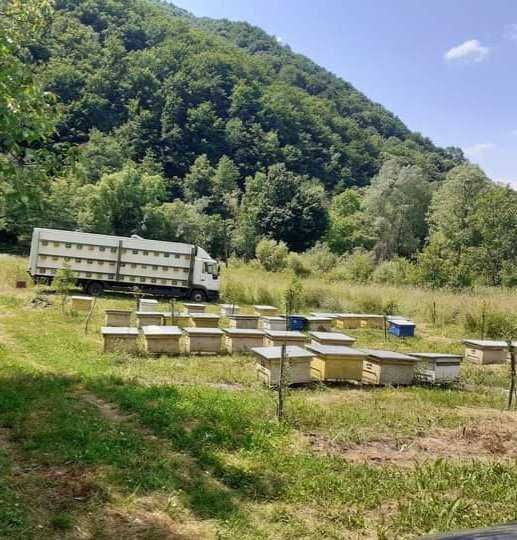 Vând miere de albine naturală din zonă de munte