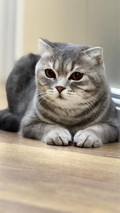 Отдам в хорошие руки