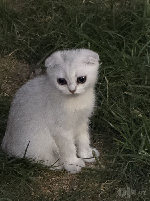Тоза кон Серебристая шиншилла скоттиш страйт, фолд