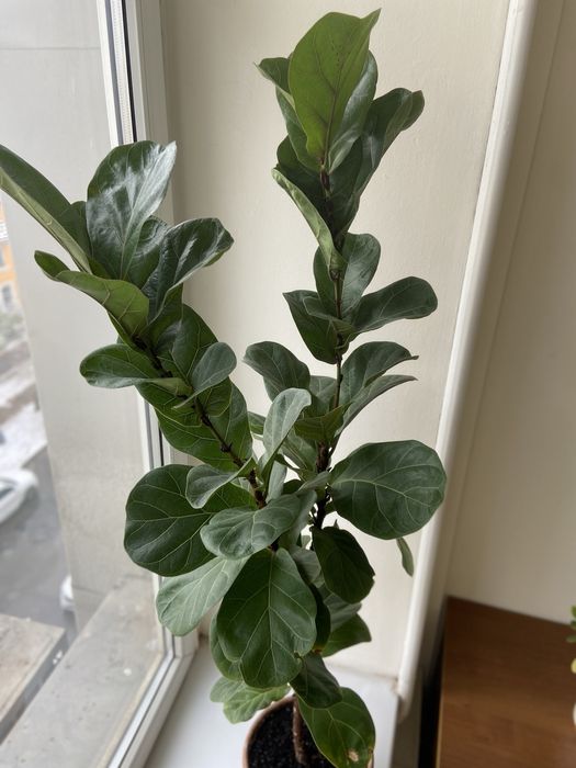 Фикус лирата 120 см.