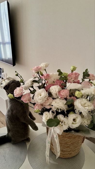 Отдам котенка британца