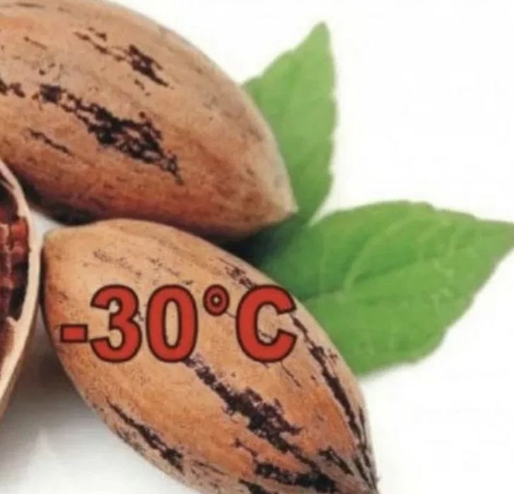 Nuc Pecan AVALON