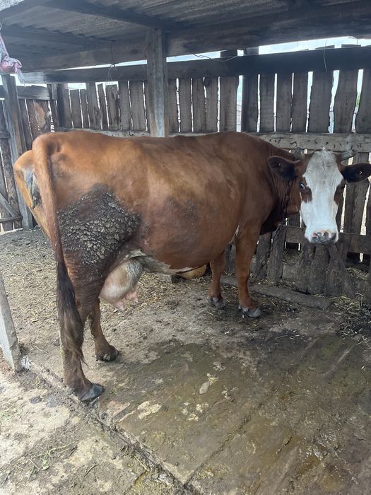 Продам карову доеную