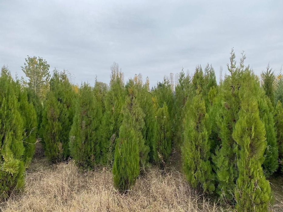 Арчалар, шаклли ва шаклсз.