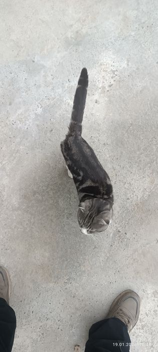 Бесплатно вислоухий порода