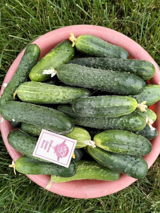 Продам помидоры, огурцы, перец